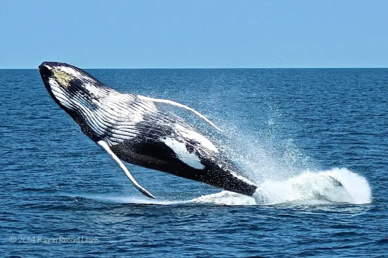 A Humpback Whale breaches the surface on a Whale Watch Cruise