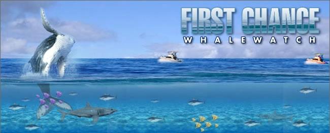 First Chance Whale Watch & Scenic Tours logo